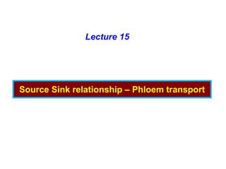 Source Sink relationship – Phloem transport
Lecture 15
 
