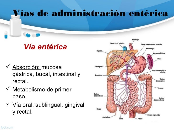 metabolismo anabolismo y catabolismo mejores ideas para