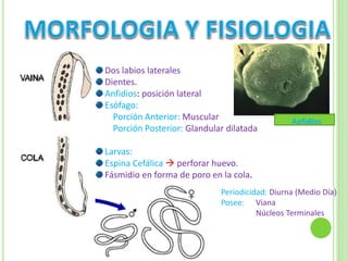 Dos labios laterales
Dientes.
Anfidios: posición lateral
Esófago:
Porción Anterior: Muscular
Porción Posterior: Glandular dilatada
Larvas:
Espina Cefálica  perforar huevo.
Fásmidio en forma de poro en la cola.
Periodicidad: Diurna (Medio Día)
Posee: Viana
Núcleos Terminales
Anfidios
 
