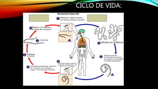 CICLO DE VIDA:
 