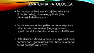ANATOMÍA PATOLÓGICA:
• Forma aguda: Lesiones en tejidos ubicados
(linfagiectasias), hidrocele ,quiluria (vias
urinarias), linfadenopatias.
• Forma crónica: Adenopatias con una respuesta
inflamatoria mas intensa (lingangitis con
hipertrofia del endotelio de los vasos linfáticos).
• Elefantiasica : Menos frecuente, etapa final de la
enfermedad, (granulomas con fibrosis alrededor
de los parásitos muertos).
 