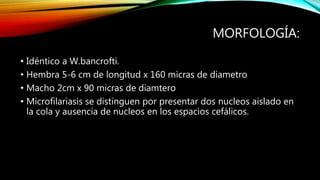 MORFOLOGÍA:
• Idéntico a W.bancrofti.
• Hembra 5-6 cm de longitud x 160 micras de diametro
• Macho 2cm x 90 micras de diamtero
• Microfilariasis se distinguen por presentar dos nucleos aislado en
la cola y ausencia de nucleos en los espacios cefálicos.
 