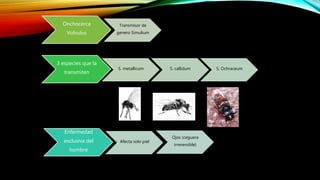Onchocerca
Volvulus
Transmisor de
genero Simulium
3 especies que la
transmiten
S. metallicum S. callidum S. Ochraceum
Enfermedad
exclusiva del
hombre
Afecta solo piel
Ojos (ceguera
irreversible)
 