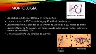 MORFOLOGIA
• Los adultos son de color blanco y en forma de hilo.
• Los machos son de 35-55 mm de largo y 45 a 60 micras de ancho.
• Las hembras son más grandes, de 70-80 mm de largo y 80 a 120 micras de ancho.
• Las microfilarias de M. perstans son desenvainada, colas romos, núcleos extenderse
hasta el extremo de la cola.
• El microfilarias tiene una longitud de 200 nm.
Loa-loa Mansonella
Perstans
 