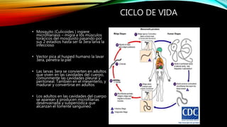 CICLO DE VIDA
• Mosquito (Culicoides ) ingiere
microfilariasis – migra a los músculos
torácicos del mosquisto pasando por
sus 2 estadios hasta ser la 3era larva la
infeccioso
• Vector pica al husped humano la lavar
3era, penetra la piel
• Las larvas 3era se convierten en adultos
que viven en las cavidades del cuerpo,
comúnmente las cavidades pleural y
peritoneal. También en el mesenterio, y
madurar y convertirse en adultos
• Los adultos en las cavidades del cuerpo
se aparean y producen microfilarias
desenvainada y subperiódica que
alcanzan el torrente sanguíneo.
 