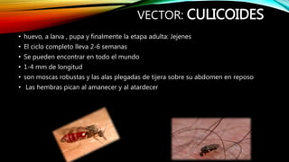 VECTOR: CULICOIDES
• huevo, a larva , pupa y finalmente la etapa adulta: Jejenes
• El ciclo completo lleva 2-6 semanas
• Se pueden encontrar en todo el mundo
• 1-4 mm de longitud
• son moscas robustas y las alas plegadas de tijera sobre su abdomen en reposo
• Las hembras pican al amanecer y al atardecer
 