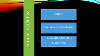 Formasevolutivas
Adulto
Prelarva o microfilaria
Larva: rhabditoide y
filariforme