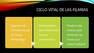 CICLO VITAL DE LAS FILARIAS
Ingestion de
microfilarias por
el insecto
hematófago
Metamorfosis
de la filaria en el
insecto
intermediario
Picadura del
insecto para
transmitir las
larvas a un
nuevo huésped