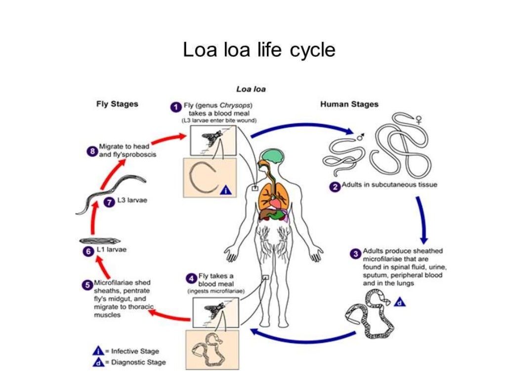 Loa loa parasitology