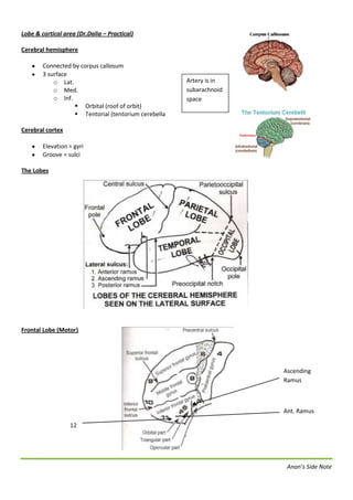 46672500Lobe & cortical area (Dr.Dalia – Practical)<br />Cerebral hemisphere<br />Connected by corpus callosum<br />Artery is in subarachnoid space3 surface<br />Lat.<br />Med.<br />Inf.<br />451485098425Orbital (roof of orbit)<br />Tentorial (tentorium cerebella<br />Cerebral cortex<br />Elevation = gyri<br />Groove = sulci  <br />1333500290830The Lobes<br />215582524130Frontal Lobe (Motor)<br />12Ant. RamusAscending Ramus<br />Area :<br />44 & 45 = Broca’s Area4 = 1ry motor<br />6 = premotor / motor association<br />8 = frontal eye field<br />44 (opercular gyrus) & 45 (triangular gyrus) = motor speech<br />9,10,11,12 = personality center<br />Parietal Lobe (Sensory)<br />1581150171450<br />43<br />Area :<br />3,1,2 = 1ry sensory<br />5,7 = sensory association / somatosensory association<br />40 = understand object (like key’s shape in the pocket , ect)<br />43 = 1ry taste <br />Temporal Lobes (Hearing)<br />177165088900<br />Angular gryrus<br />Area :<br />41 & 42 (Heschl’s area)  = 1ry auditory <br />22 (Wernicke’s area) = auditory association<br />Sensory speech22 = understand spoken language<br />39 = understand written language<br />40 = understand size,shape,weight & texture<br />Occipital (Visual)<br />216217510160<br />18 & 19<br />Area:<br />17 = 1ry vision<br />18 & 19 = vision association<br />