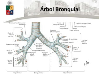 Árbol Bronquial
 