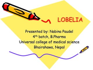 LOBELIA
Presented by: Nabina Paudel
4th batch, B.Pharma
Universal college of medical science
Bhairahawa, Nepal
 