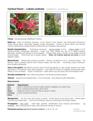 Cardinal Flower – Lobelia cardinalis

(low-BEE-lee-uh kar-dih-NAL-iss)

Family: Campanulaceae (Bellflower Family)
Much of Northern America; in CA, found in San Gabriel, San Bernardino Mountains,
Santa Monica Mtns, Peninsular Ranges, Desert Mountains. Grows in damp places like ditches,
ravines, depressions, stream bottoms, damp shores, meadows and swamps.

Native to:

herbaceous perennial
mature height: 2-4 ft.
mature width: 2-3 ft.
Winter-dormant herbaceous perennial. Large (4-6 inch) leaves are low or in basal rosettes,
alternate, toothed and oblong to lance-shaped. Foliage deep green, though young foliage may be
bronze-tinged.
Short-lived but re-seeds readily. Note: all Lobelia species are toxic to some
degree if eaten.

Growth characteristics:

Blooms late spring to summer. Showy, red flowers in 8 in., terminal spikes. The
flowers have a velvety texture and a tubular shape, with two lips.
Extremely showy, attractive.
Hummingbird pollinated.

Blooms/fruits:

Uses in the garden: Wonderful summer color for the bog garden or near ponds, streams and other
wet places in the garden (like water gardens). Nice plant for backs of irrigated mixed shady beds.
Makes a nice cut flower. Great in containers – place where you can enjoy the hummingbird visits.

Sensible substitute for: Non-native bog plants; red-flowering tropical plants
Attracts: Superb hummingbird plant – one of the best. Also attracts Sulfur Butterflies.
Requirements:
Element
Sun
Soil
Water
Fertilizer
Other

Requirement

Best in filtered sun to semi-shade; great in dappled sun under trees.
Any, including heavy clays; pH 4.0-8.0
Requires moist or wet soil and can grow in water.
Likes occasional fertilizer

Do not cover with mulch in winter. Divide plants every three years. Plants shortlived but will reseed well. Pinch out first flower spikes to encourage more flower spikes.

Management:

from seed:
need light, warmth; stratification may improve germination
divisions: fall or spring (fairly easy); also softwood cuttings in spring.

Propagation:

Plant/seed sources (see list for source numbers): 3, 6, 8, 13, 19

by

2/16/11
© Project SOUND

 