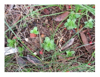 Lobelia dunnii   web show