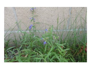 Lobelia dunnii   web show