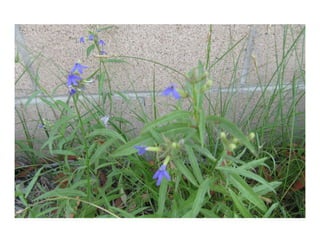 Lobelia dunnii   web show