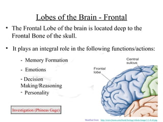 Lobes of the Brain - Frontal
• The Frontal Lobe of the brain is located deep to the
  Frontal Bone of the skull.
• It plays an integral role in the following functions/actions:
       - Memory Formation
       - Emotions
       - Decision
       Making/Reasoning
       - Personality


  Investigation Phineas Gage)
  (Investigation: (Phineas Gage)

                                   Modified from: http://www.bioon.com/book/biology/whole/image/1/1-8.tif.jpg
 