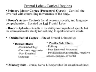 Frontal Lobe - Cortical Regions
• Primary Motor Cortex (Precentral Gyrus) – Cortical site
involved with controlling movements of the body.
• Broca’s Area – Controls facial neurons, speech, and language
comprehension. Located on Left Frontal Lobe.
– Broca’s Aphasia – Results in the ability to comprehend speech, but
the decreased motor ability (or inability) to speak and form words.

• Orbitofrontal Cortex – Site of Frontal Lobotomies
      * Desired Effects:           * Possible Side Effects:
          - Diminished Rage        - Epilepsy
          - Decreased Aggression   - Poor Emotional Responses
          - Poor Emotional         - Perseveration (Uncontrolled, repetitive
          Responses                actions, gestures, or words)


• Olfactory Bulb - Cranial Nerve I, Responsible for sensation of Smell
 