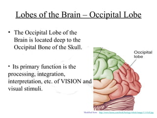 Lobes of the Brain – Occipital Lobe
• The Occipital Lobe of the
  Brain is located deep to the
  Occipital Bone of the Skull.


• Its primary function is the
processing, integration,
interpretation, etc. of VISION and
visual stimuli.


                                 Modified from: http://www.bioon.com/book/biology/whole/image/1/1-8.tif.jpg
 