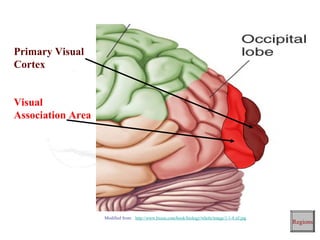 Primary Visual
Cortex


Visual
Association Area




                   Modified from: http://www.bioon.com/book/biology/whole/image/1/1-8.tif.jpg
                                                                                                Regions
 