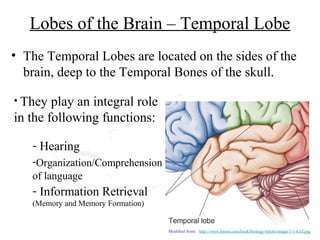 Lobes of the Brain – Temporal Lobe
• The Temporal Lobes are located on the sides of the
  brain, deep to the Temporal Bones of the skull.

• They  play an integral role
in the following functions:

   - Hearing
   -Organization/Comprehension
   of language
   - Information Retrieval
   (Memory and Memory Formation)


                                   Modified from: http://www.bioon.com/book/biology/whole/image/1/1-8.tif.jpg
 