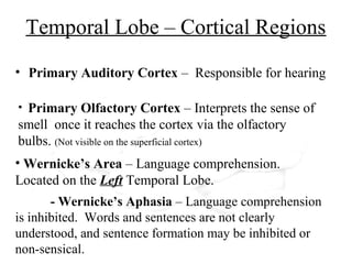 Temporal Lobe – Cortical Regions
• Primary Auditory Cortex – Responsible for hearing

• Primary Olfactory Cortex – Interprets the sense of
smell once it reaches the cortex via the olfactory
bulbs. (Not visible on the superficial cortex)
• Wernicke’s Area – Language comprehension.
Located on the Left Temporal Lobe.
       - Wernicke’s Aphasia – Language comprehension
is inhibited. Words and sentences are not clearly
understood, and sentence formation may be inhibited or
non-sensical.
 