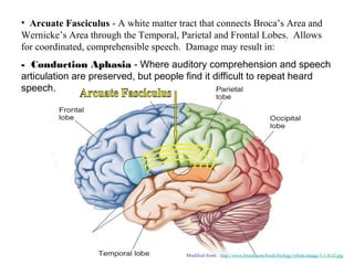 • Arcuate Fasciculus - A white matter tract that connects Broca’s Area and
Wernicke’s Area through the Temporal, Parietal and Frontal Lobes. Allows
for coordinated, comprehensible speech. Damage may result in:
- Conduction Aphasia - Where auditory comprehension and speech
articulation are preserved, but people find it difficult to repeat heard
speech.




                                        Modified from: http://www.bioon.com/book/biology/whole/image/1/1-8.tif.jpg
 