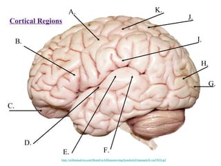 A.                                                            K.
                                                                                             J.
Cortical Regions

     B.                                                                                           I.


                                                                                                   H.

                                                                                                        G.


C.




          D.
                   E.                        F.
               http://williamcalvin.com/BrainForAllSeasons/img/bonoboLH-humanLH-viaTWD.gif
 