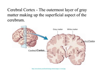 Cerebral Cortex - The outermost layer of gray
matter making up the superficial aspect of the
cerebrum.



                                                                             Cerebral Cortex




            Cerebral   Cortex




               http://www.bioon.com/book/biology/whole/image/1/1-6.tif.jpg
 