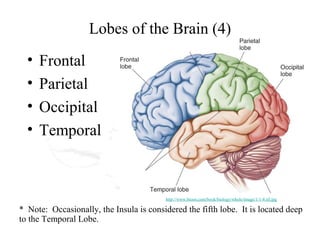 Lobes of the Brain (4)
  •   Frontal
  •   Parietal
  •   Occipital
  •   Temporal



                                         http://www.bioon.com/book/biology/whole/image/1/1-8.tif.jpg

* Note: Occasionally, the Insula is considered the fifth lobe. It is located deep
to the Temporal Lobe.
 
