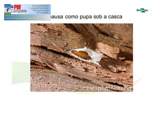 Diapausa como pupa sob a casca 
 