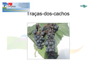 Traças-dos-cachos 
 