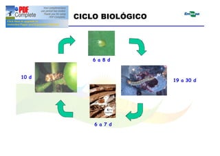 CICLO BIOLÓGICO 
Ovo 
6 a 8 d 
19 a 30 d 
6 a 7 d 
10 d 
 