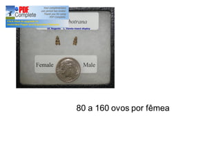 80 a 160 ovos por fêmea 
 