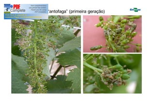 Lobesia: geração “antofaga” (primeira geração) 
 