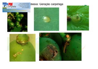 Lobesia: Geração carpofaga 
 
