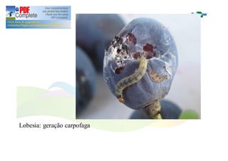 Lobesia: geração carpofaga 
 