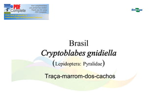 Brasil 
Cryptoblabes gnidiella 
(Lepidoptera: Pyralidae) 
Traça-marrom-dos-cachos 
 
