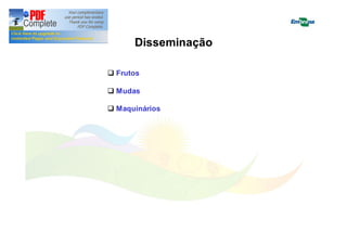 Disseminação 
q Frutos 
q Mudas 
q Maquinários 
 