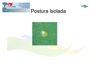 Postura Isolada 
 