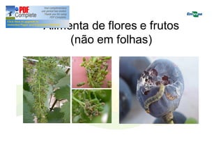 Alimenta de flores e frutos 
(não em folhas) 
 
