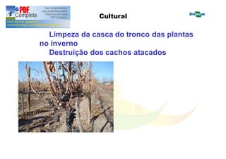 Cultural 
Limpeza da casca do tronco das plantas 
no inverno 
Destruição dos cachos atacados 
 