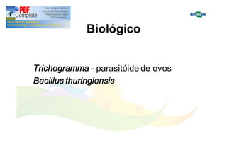 Biológico 
Trichogramma - parasitóide de ovos 
Bacillus thuringiensis 
 