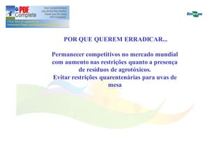 POR QUE QUEREM ERRADICAR... 
Permanecer competitivos no mercado mundial 
com aumento nas restrições quanto a presença 
de resíduos de agrotóxicos. 
Evitar restrições quarentenárias para uvas de 
mesa 
 