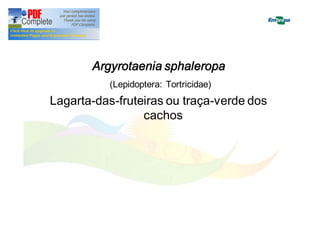 Argyrotaenia sphaleropa 
(Lepidoptera: Tortricidae) 
Lagarta-das-fruteiras ou traça-verde dos 
cachos 
 