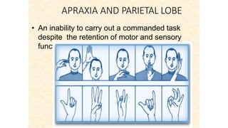 APRAXIA AND PARIETAL LOBE
• An inability to carry out a commanded task
despite the retention of motor and sensory
function
 