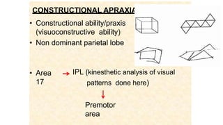 CONSTRUCTIONAL APRAXIA
• Constructional ability/praxis
(visuoconstructive ability)
• Non dominant parietal lobe
• Area
17
IPL (kinesthetic analysis of visual
patterns done here)
Premotor
area
 