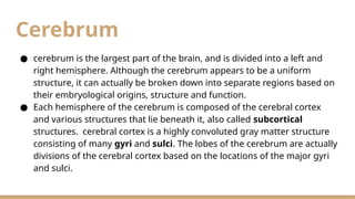 Comprehensive Overview of Brain Lobes and Their Functions | PPTX
