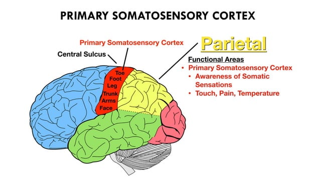 lobes of brain ( parietal, temporal, occipital) | PPTX