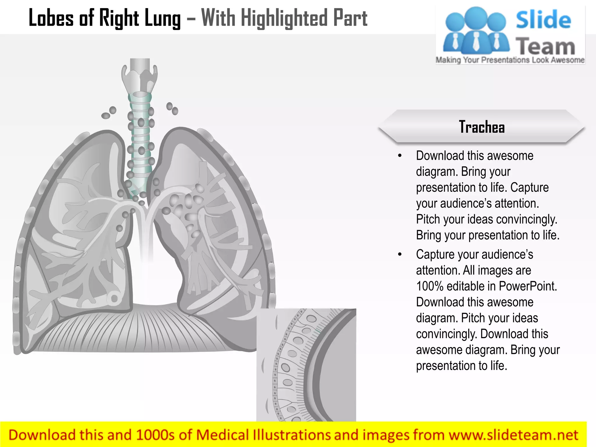 Lobes of Right Lung – With Highlighted Part
• Download this awesome
diagram. Bring your
presentation to life. Capture
your audience’s attention.
Pitch your ideas convincingly.
Bring your presentation to life.
• Capture your audience’s
attention. All images are
100% editable in PowerPoint.
Download this awesome
diagram. Pitch your ideas
convincingly. Download this
awesome diagram. Bring your
presentation to life.
Trachea
 